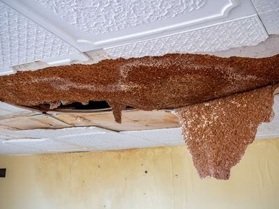 Professional black mold removal services in Lake Saint Louis - Black Mold Removal Lake Saint Louis